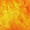 VITAMINA C